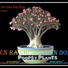 Dwarf RCN Plant Bonsai Adenium Arabicum Desert Rose 5 Seeds Per Pack