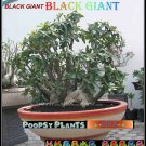 Black Giant Plant Bonsai Adenium Arabicum Desert Rose 5 Seeds Per Pack