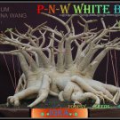 Pnw White Body Plant Bonsai Adenium Arabicum Desert Rose 5 Seeds Per Pack