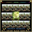 Dwarf Black Giant Adenium Thai Socotranum House Bonsai 5 Seeds Per Pack