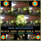 Black King Bang Khla Red Adenium Thai Socotranum House Bonsai 5 Seeds Per Pack