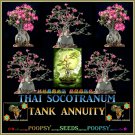 Tank Annuity  Adenium Thai Socotranum House Bonsai 5 Seeds Per Pack