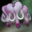 Purple White Bleeding Heart 25 Seeds Spectabilis Shade Flower Garden