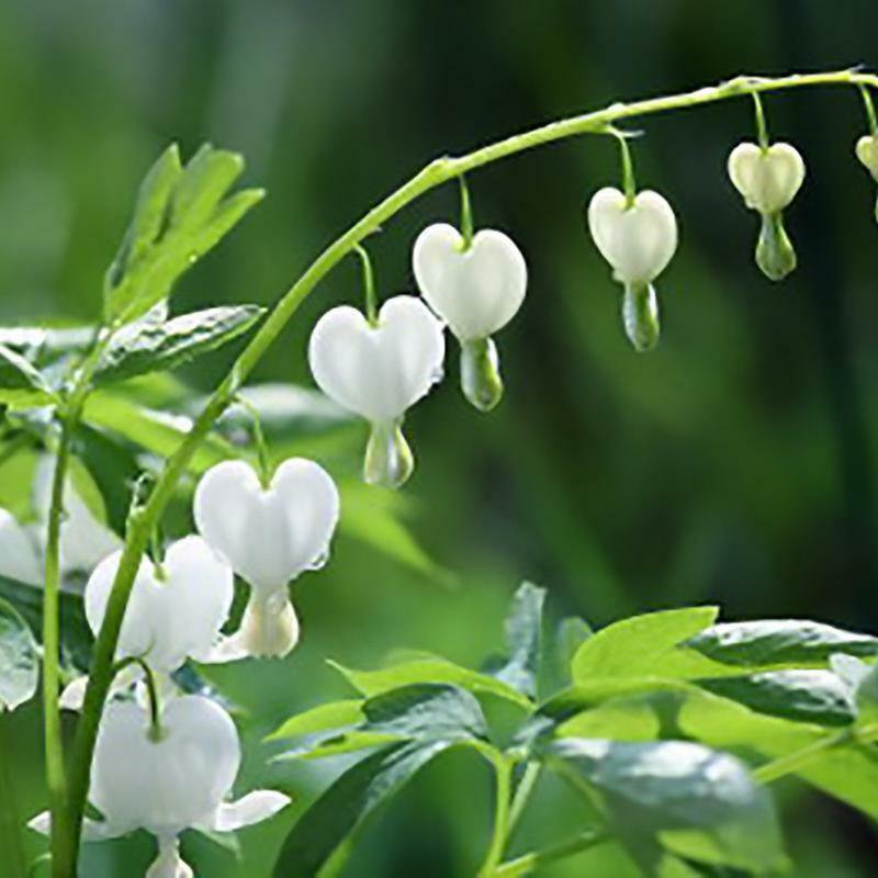 White Bleeding Heart 25 Seeds Spectabilis Shade Flower Garden