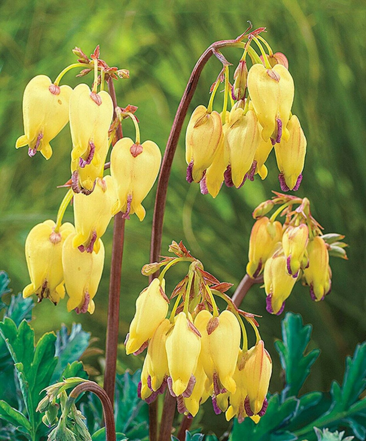 Light Yellow Bleeding Heart 25 Seeds Spectabilis Shade Flower Garden