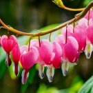 Dark Pink Bleeding Heart 25 Seeds Spectabilis Shade Flower Garden