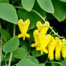 Dark Yellow Bleeding Heart 25 Seeds Spectabilis Shade Flower Garden