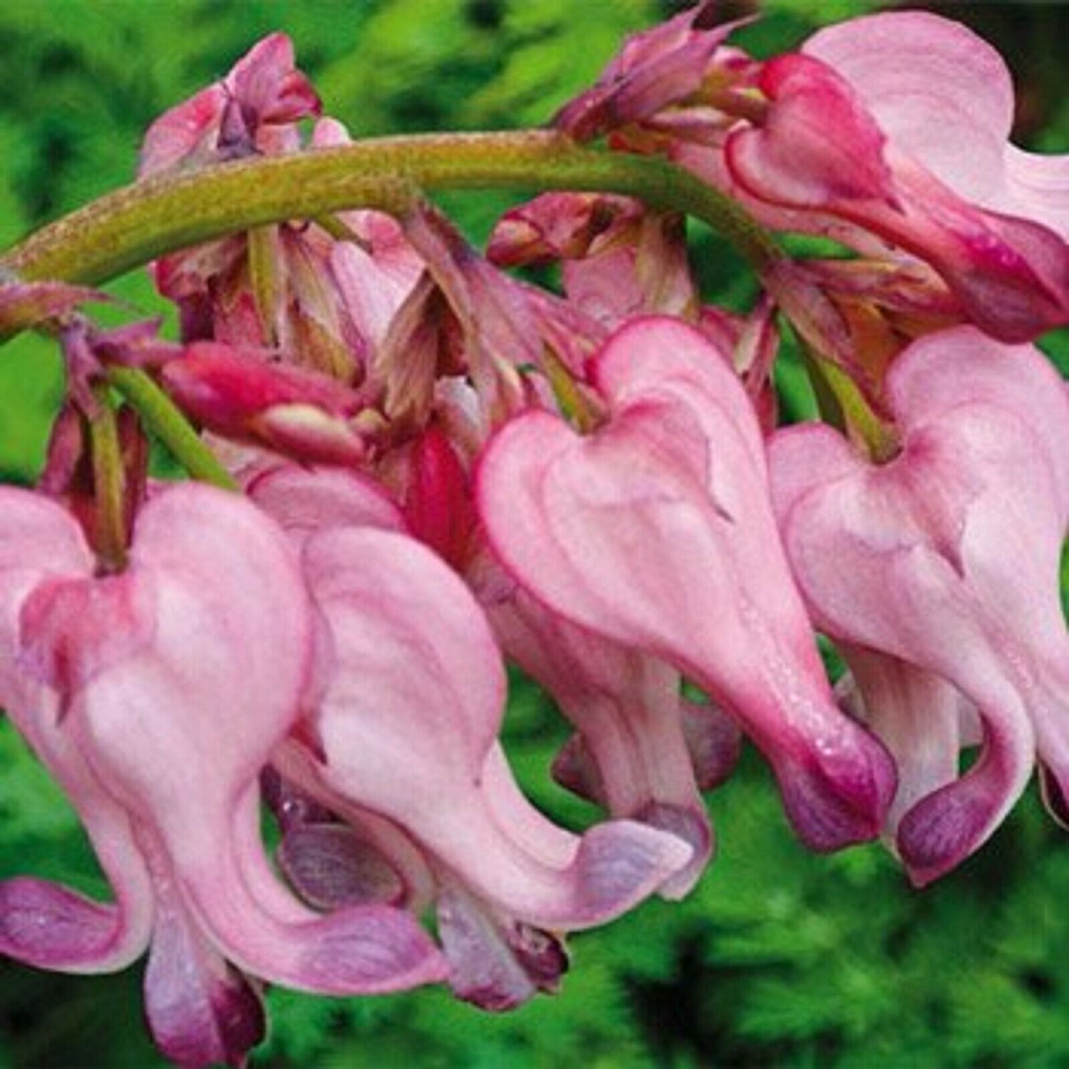 how long for wild bleeding hearts seeds to flower