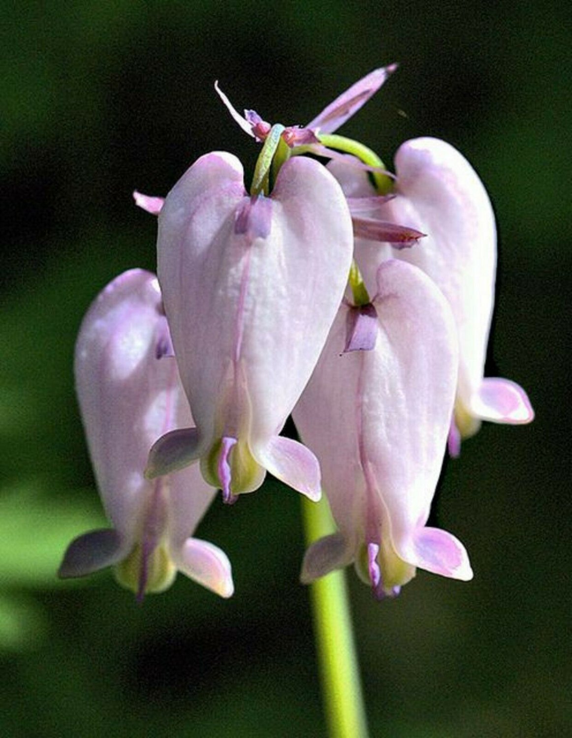 Light Purple Bleeding Heart 25 Seeds Spectabilis Shade Flower Garden