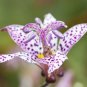 50 pcs Tricyrtis Japanase Toad Lily Flower Seeds / Shade Perennial