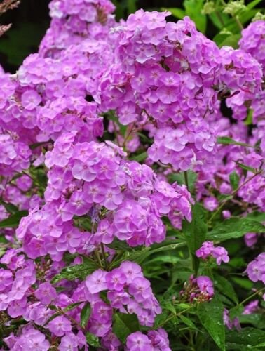 30 Fragrant light purple phlox flower seeds / shade perennial