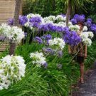 25 Seeds Agapanthus white & purple mix lily of the nile flower