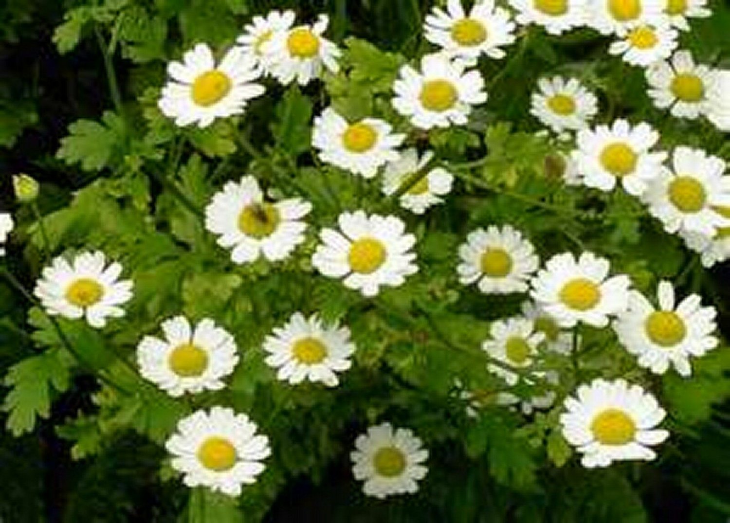 100 Seeds Feverfew- Parthenium Flower Garden Decore
