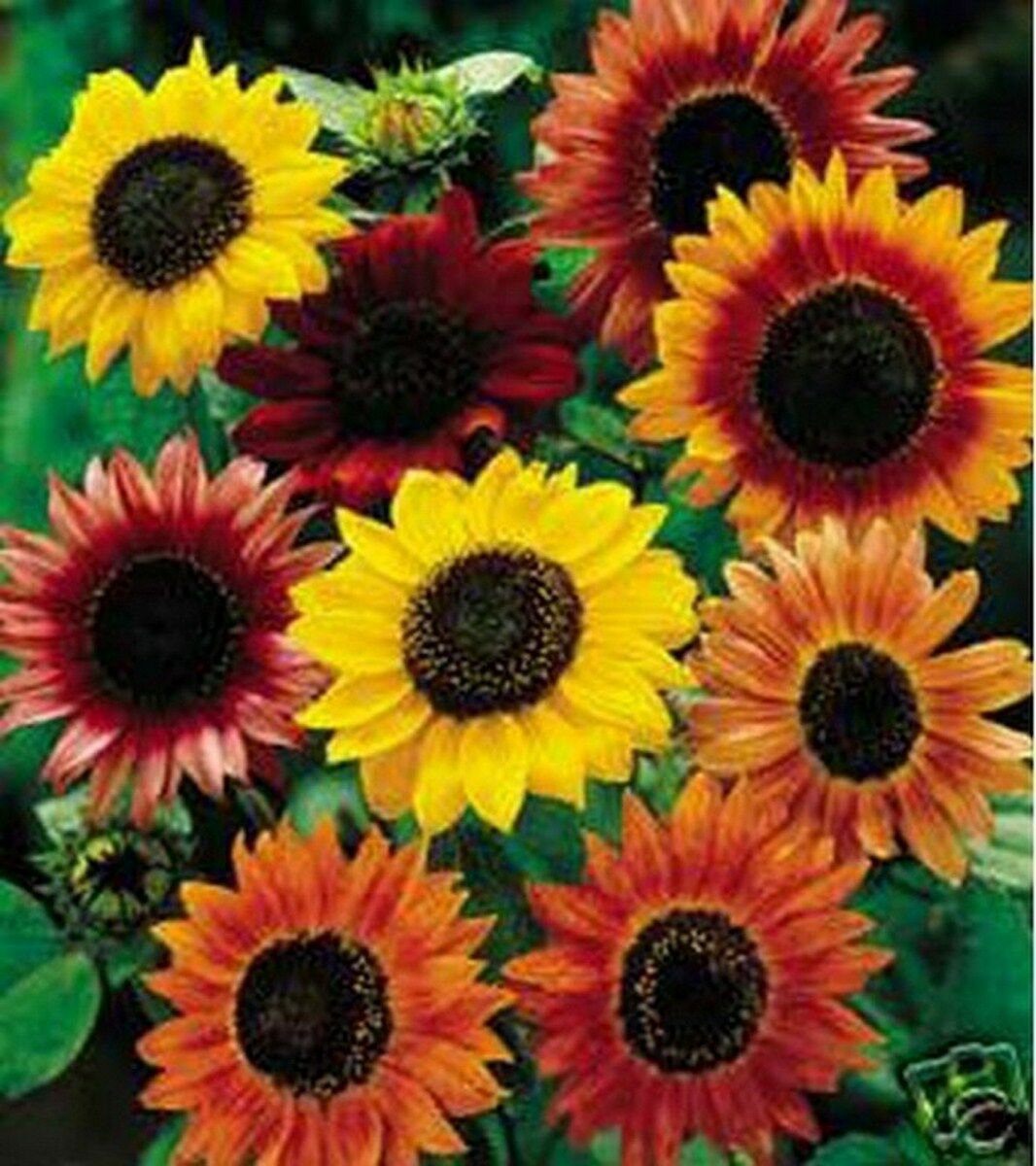 100 Seeds Sunflower- Autumn Beauty Mix Fresh for 2020 Season