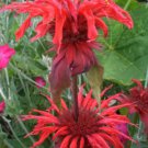High Quality 50 Seeds Scarlet Red Bee Balm / Monarda Flower