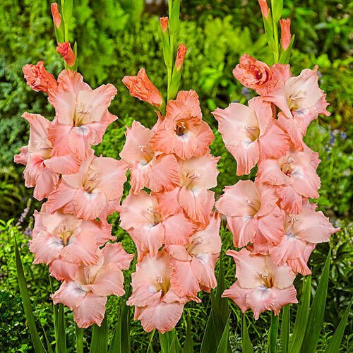 10 Gladiolus Flower Bulbs "Spic and Span" High Germanium