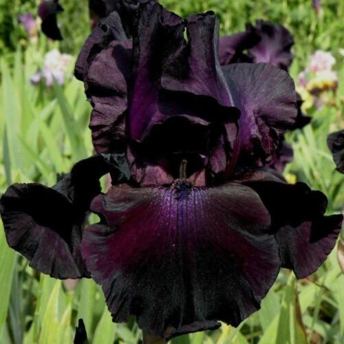 1 Bearded Iris "Hello Darkness"-Tall, Fragrant(1 Lg.Rhezome)Perennial,Zones:4-9
