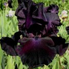 1 Bearded Iris "Hello Darkness"-Tall, Fragrant(1 Lg.Rhezome)Perennial,Zones:4-9