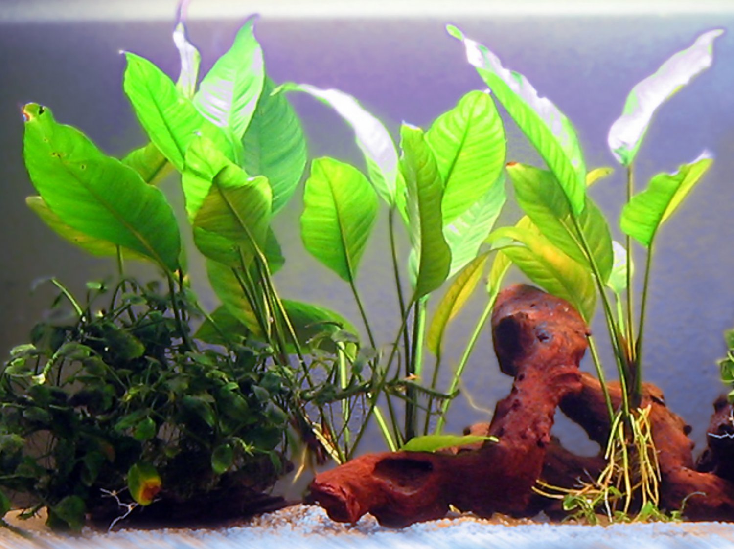 Anubias Heterophylla Root Freshwater Live Aquarium Plant Decoration