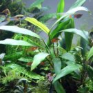 Anubias Minima Loose Rhizome Freshwater Live Aquarium Plant Tank Rooted Beginner