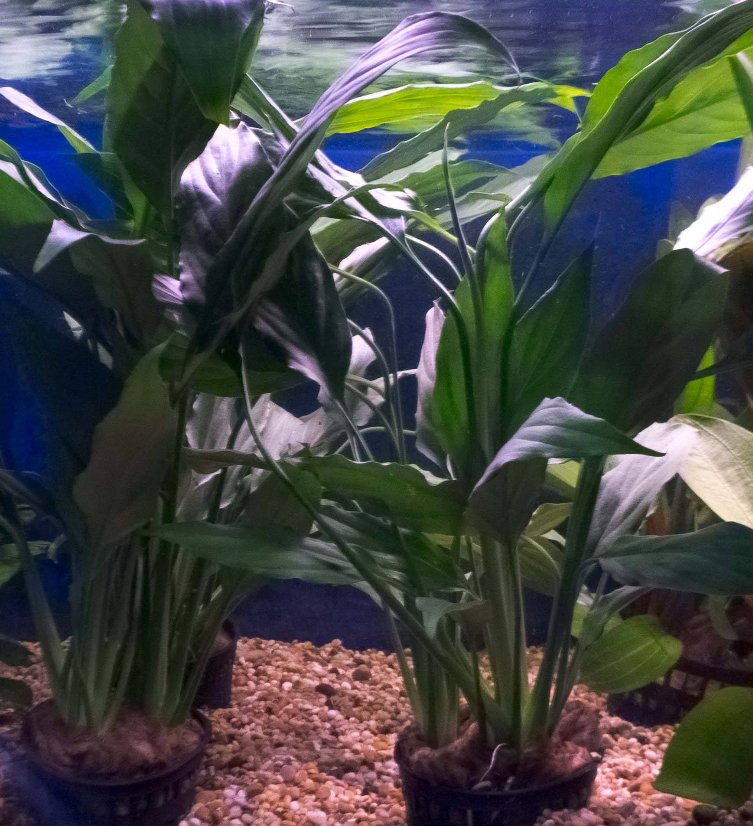 Anubias Species Short & Sharp Rhizome Freshwater Live Aquarium Plant Decorations