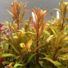 Golden Nesaea Pedicellata Bunch Live Aquarium Plant Aquatic Fish Tank Decoration