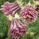 30 seeds Pink Petticoat Columbine Aquilegia Flower Seeds / Perennial