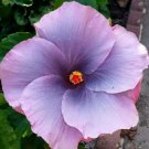 20 seeds Purple White Hibiscus Beauty Garden Decore