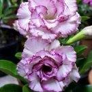 Rare Purple White Desert Rose Adenium Obesum Perennial Flower 4 seeds