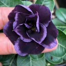 Dark Purple Desert Rose Adenium Obesum Perennial Flower 4 seeds
