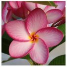 Pink White Plumeria Lei Hawaiian 5 seeds Perennial Bloom Flower
