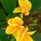 Bright Yellow Plumeria Lei Hawaiian 5 seeds Perennial Bloom Flower