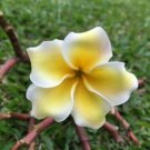 Yellow White Plumeria Lei Hawaiian 5 seeds Perennial Bloom Flower