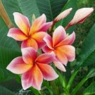 Orange Pink Plumeria Lei Hawaiian 5 seeds Perennial Bloom Flower