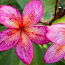Pink Orange Plumeria Lei Hawaiian 5 seeds Perennial Bloom Flower