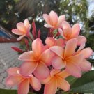 Light Pink Orange Plumeria Lei Hawaiian 5 seeds Perennial Bloom Flower