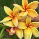 Yellow Orange Plumeria Lei Hawaiian 5 seeds Perennial Bloom Flower