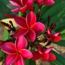 Bright Red Plumeria Lei Hawaiian 5 seeds Perennial Bloom Flower 640