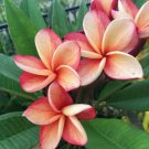 Light Orange Pink Plumeria Lei Hawaiian 5 seeds Perennial Bloom Flower