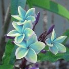 Special Blue Plumeria Lei Hawaiian 5 seeds Perennial Bloom Flower