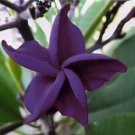 Dark Purple Plumeria Lei Hawaiian 5 seeds Perennial Bloom Flower