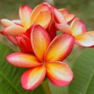 Orange Pink Plumeria Lei Hawaiian 5 seeds Perennial Bloom Flower 540