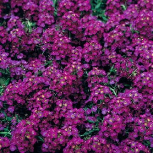 Deep Purple Alyssum, Flower Garden Ground Cover 100 Seeds per pack