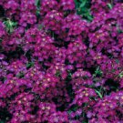 Cheers Violet GSN Alyssum, Flower Garden Ground Cover 100 Seeds per pack