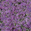 Cheers Lavender GSN Alyssum, Flower Garden Ground Cover 100 Seeds per pack