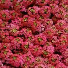 Paprika GSN Alyssum, Flower Garden Ground Cover 100 Seeds per pack