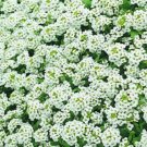 White GSN Alyssum, Flower Garden Ground Cover 100 Seeds per pack
