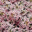 Pastel Pink GSN Alyssum, Flower Garden Ground Cover 100 Seeds per pack