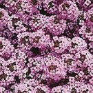 Wonderland Lavender  GSN Alyssum, Flower Garden Ground Cover 100 Seeds per pack