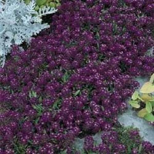 Lobularia Maritima Oriental Nights, Flower Garden 200 Seeds per pack